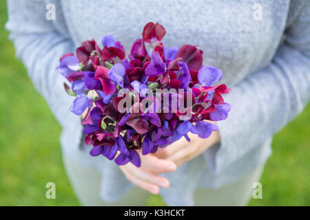 Kommissionierung Zuckererbsen Sweet pea posy Garden Stockfoto