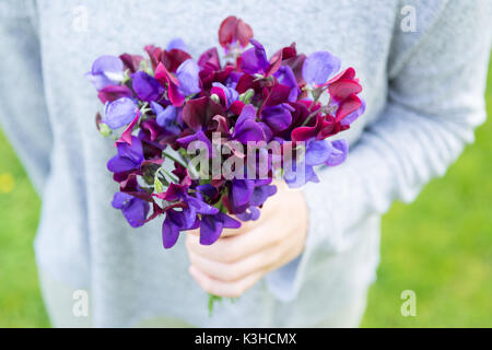 Kommissionierung Zuckererbsen Sweet pea posy Garden Stockfoto