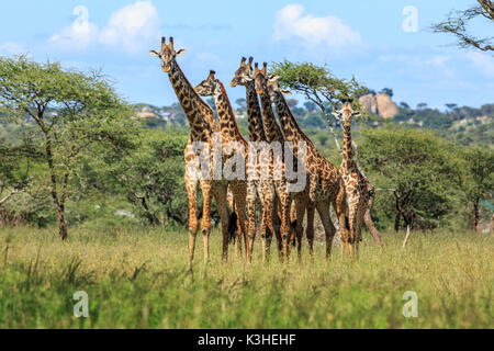 Eine Herde von Masai Giraffe in der Serengeti Stockfoto