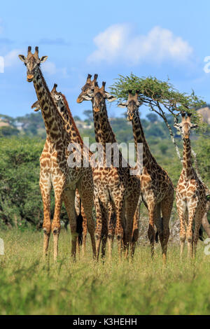 Eine Herde von Masai Giraffe in der Serengeti Stockfoto