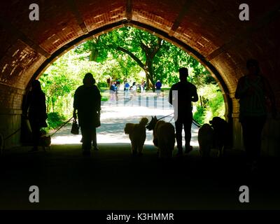 Hund Wanderer mit großen Hunden, Grauwacke Arch, Central Park, Manhattan, New York, NY, USA Stockfoto