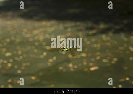 Southern Hawker Dragonfly (Aeshna cyanea) im Flug Stockfoto