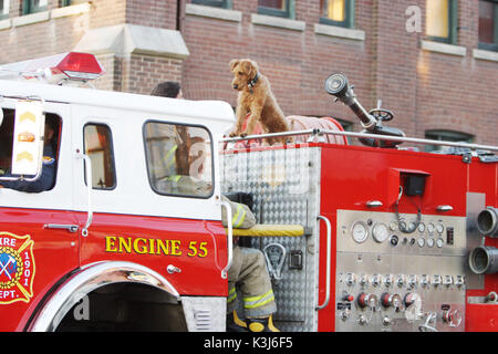 FIREHOUSE DOG Datum: 2007 Stockfoto