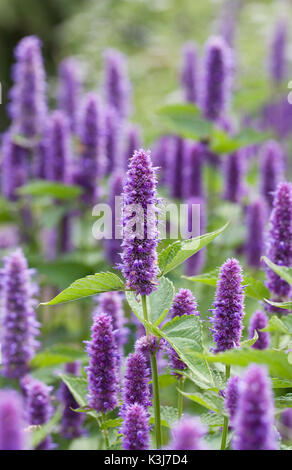 Agastache foeniculum. Anis Ysop Blumen im Sommer. Stockfoto