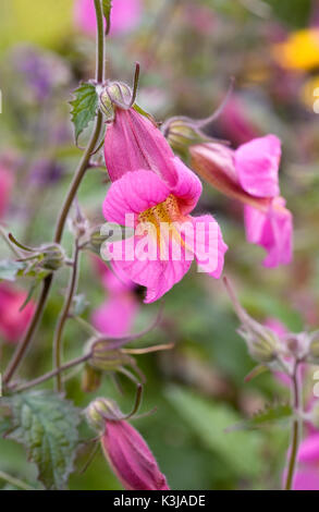 Rehmannia elata Blumen. Chinesischer Fingerhut. Stockfoto