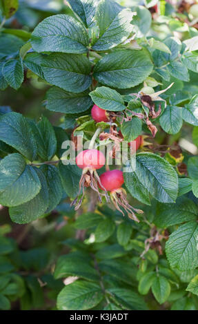 Rosa rugosa Hüften im Sommer. Stockfoto