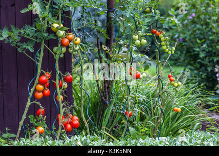 Tomatenpflanzen Garten, Tomaten reifen auf der Rebe im Garten Stockfoto