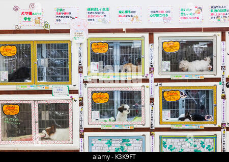 Japan, Yamanashi, Präfektur, hoshu Kobuchizawa, Supermarkt Anzeige der Hunde Stockfoto