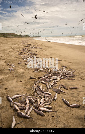 Tausende von toten Fischen gewaschen in Zorritos Peru Stockfoto