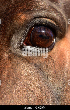 Von Horse Eye mit Spiegel Bild der Sonne Stockfoto