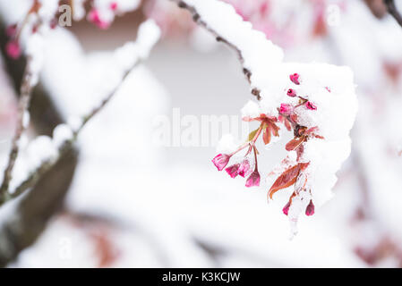 Snowbound Blüten eines wilden Apfel, oder auch Crab Apple tree. (Malus sylvestris). Stockfoto
