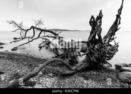 Zwei tote Bäume umarmen und ihre Wurzeln hoch Strecken, auf der Ostsee Strand vor der Insel Vilm. Stockfoto