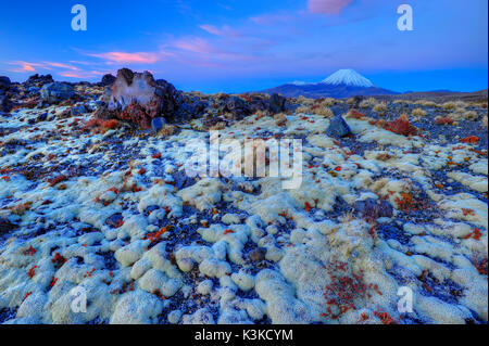 Dicke flechten Teppich und Big magma Klumpen in den Tongariro National Park, im Hintergrund der Kegel des Mt. Ngauruhoe Vulkan bei einem herrlichen Sonnenuntergang. Stockfoto