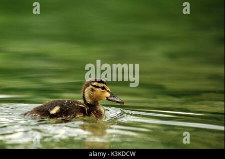 Entlein oder entlein Schwimmen im klaren Wasser des Walchensee. Stockfoto