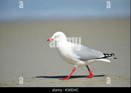 Red-billed Gull läuft auf den Strand Stockfoto