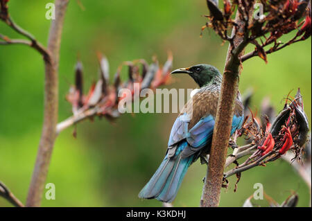 Neuseeland Tui Stockfoto