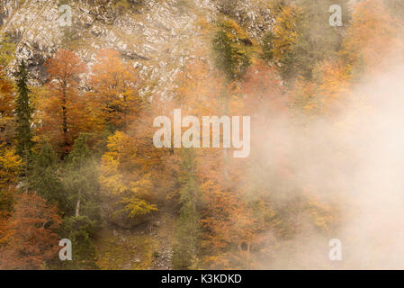 Nebel Racks entlang einer Felswand mit herbstlichen Bäume Stockfoto