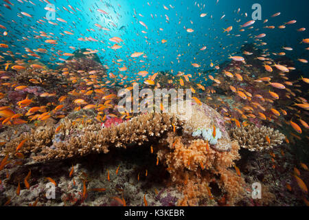 Farbige Korallen Riff, Felidhu Atoll, Malediven Stockfoto