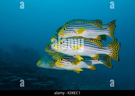 Schwarm von orientalischen Süßlippen, Plectorhinchus Vittatus, Nord Male Atoll, Malediven Stockfoto