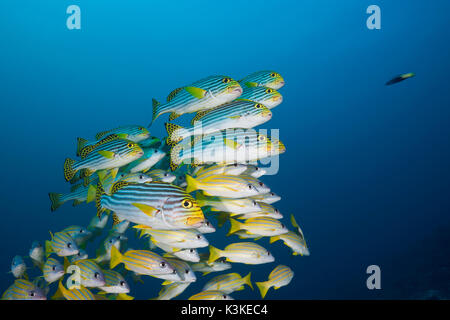 Schwarm von orientalischen Süßlippen, Plectorhinchus Vittatus, Nord Male Atoll, Malediven Stockfoto