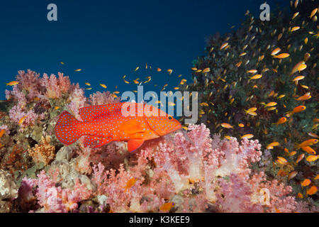 Korallen Zackenbarsch im Korallenriff, Cephalopholis Miniata, Süd Male Atoll, Malediven Stockfoto