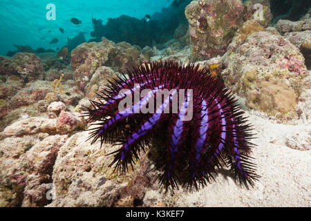 Crown-of-Dornen Seesterne, Acanthaster planci, Nord Male Atoll, Malediven Stockfoto