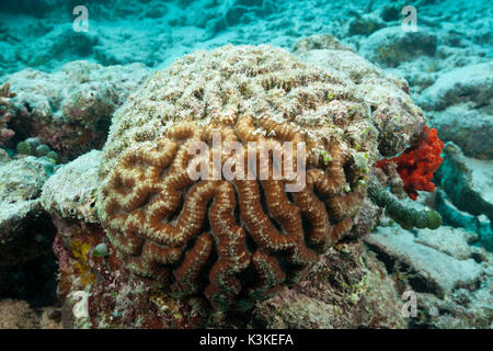 Gebleichte Korallen Riff obenauf, Nord Male Atoll, Malediven Stockfoto