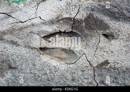 Anschluss von einem Wildschwein in Ungarn Stockfoto