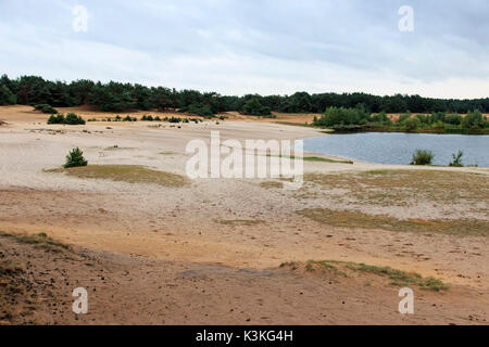Lommeles ein Naturschutzgebiet im Norden Belgien mit eine einzigartige kleine sandige Wüste Sahara. Stockfoto