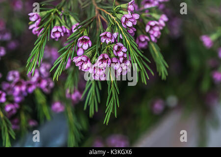 Makro-Foto von Geraldton Wachs Blumen (Chamelaucium Uncinatum) Stockfoto