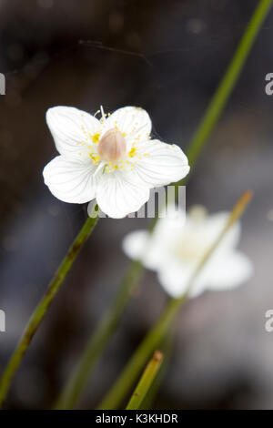 Nahaufnahme von zwei brillante Weiß mit gelben Antheren Blüten der Schneeglöckchen, Anemonen blühen an einem sonnigen Tag im Herbst gegen einen verschwommenen Hintergrund Stockfoto