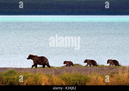 Ein Braunbär Spaziergänge am naknek Lake Shore mit ihren drei Jungen. Stockfoto