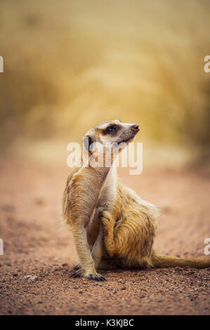 Kalahari Wüste, südlichen Namibia, Afrika. Erdmännchen. Stockfoto