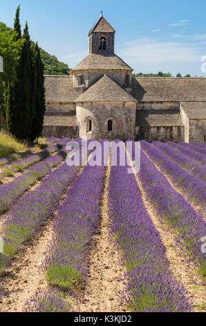 Lavendel Reihen vor der Abtei von Sénanque. Gordes, Vaucluse, Provence-Alpes-Côte d ' Azur, Frankreich. Stockfoto