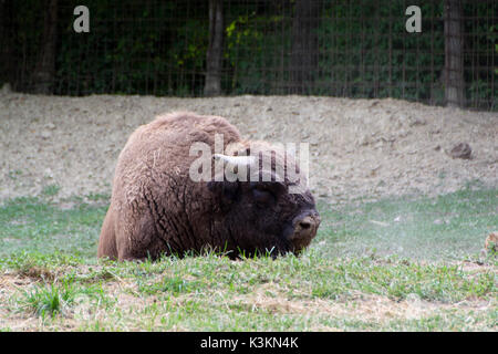 Der Wisent (Bison bonasus), auch als Wisent oder der Europäischen Holz bison bekannt Stockfoto