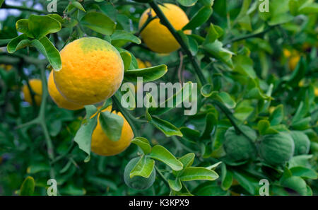 Chinesische Bitter Orange. Dreiblättriges Orange. Zitrusfrüchte. Japanische Bitterorange. Citrus dreiblättrige Obstbaum. Poncirus Dreiblättrige. Hardy Orange. Stockfoto