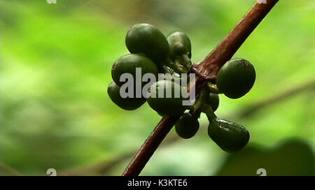 Schwarzes Gold grüner Kaffee kirsche Datum: 2006 Stockfoto