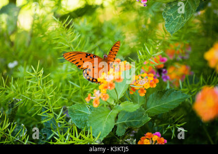 Eine orange Queen butterfly landete auf einer bunten Lantana Blume. Stockfoto