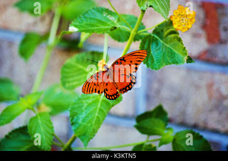 Eine orange queen Butterfly mit den Flügeln öffnen auf einem gelben Lantana Anlage mit Ziegel hinter sich. Stockfoto