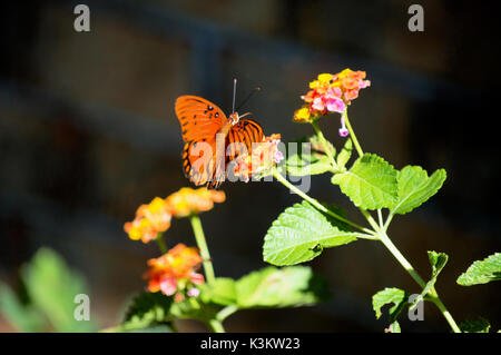 Eine orange Queen butterfly landete auf einer bunten Lantana durch das Sonnenlicht akzentuiert. Stockfoto