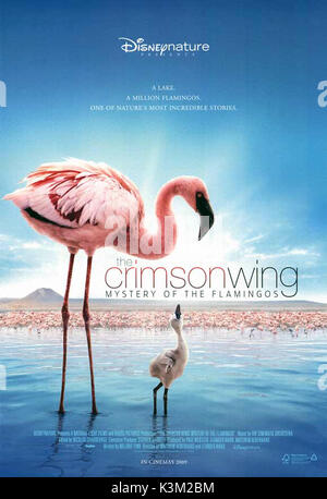 Der CRIMSON WING: GEHEIMNIS DER FLAMINGOS aka der CRIMSON WING: O MISTERIO DOS FLAMINGOS Stockfoto