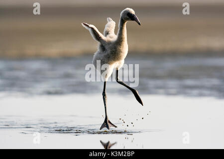 Der CRIMSON WING: GEHEIMNIS DER FLAMINGOS aka der CRIMSON WING: O MISTERIO DOS FLAMINGOS ein flamingo Küken üben laufen und fliegen. Stockfoto