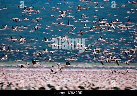 Der CRIMSON WING: GEHEIMNIS DER FLAMINGOS aka der CRIMSON WING: O MISTERIO DOS FLAMINGOS während einer Algenblüte, Flamingo Nummern können extrem hoch sein. Stockfoto