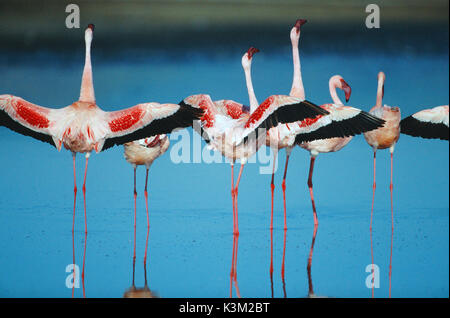 Der CRIMSON WING: GEHEIMNIS DER FLAMINGOS aka der CRIMSON WING: O MISTERIO DOS FLAMINGOS Flamingos, die Flügel begrüßt als Teil einer courtship Ritual. Stockfoto