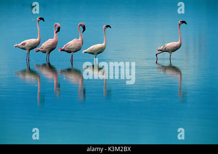 Der CRIMSON WING: GEHEIMNIS DER FLAMINGOS aka der CRIMSON WING: O MISTERIO DOS FLAMINGOS Flamingos Linie bis zu einem anderen Teil des Sees zu Fuß die wichtigsten Gruppe beizutreten. Stockfoto