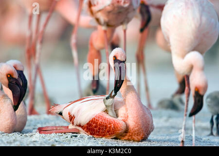 Der CRIMSON WING: GEHEIMNIS DER FLAMINGOS aka der CRIMSON WING: O MISTERIO DOS FLAMINGOS [Portugese Title] ein Elternteil Fütterung Es ist eine helle rote Ernte Milch Küken in den Flügel. Stockfoto