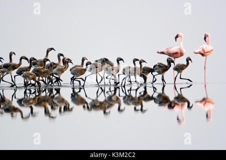 Der CRIMSON WING: GEHEIMNIS DER FLAMINGOS aka der CRIMSON WING: O MISTERIO DOS Flamingos Flamingo Küken Ankunft am Ufer aus dem Wattenmeer in der Mitte des Sees. Stockfoto