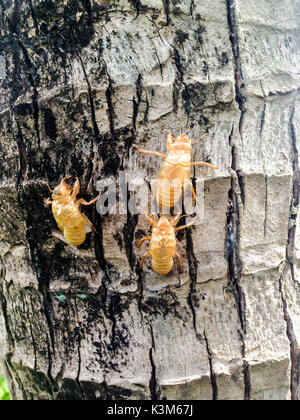 Zikade mausern sich auf den Baum in der Natur Garten Stockfoto