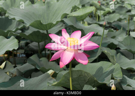 Die wunderschöne Lotus Blume in voller Blüte im Sommer den Teich Stockfoto