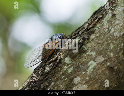 Zikade isoliert auf Baum Hintergrund Stockfoto